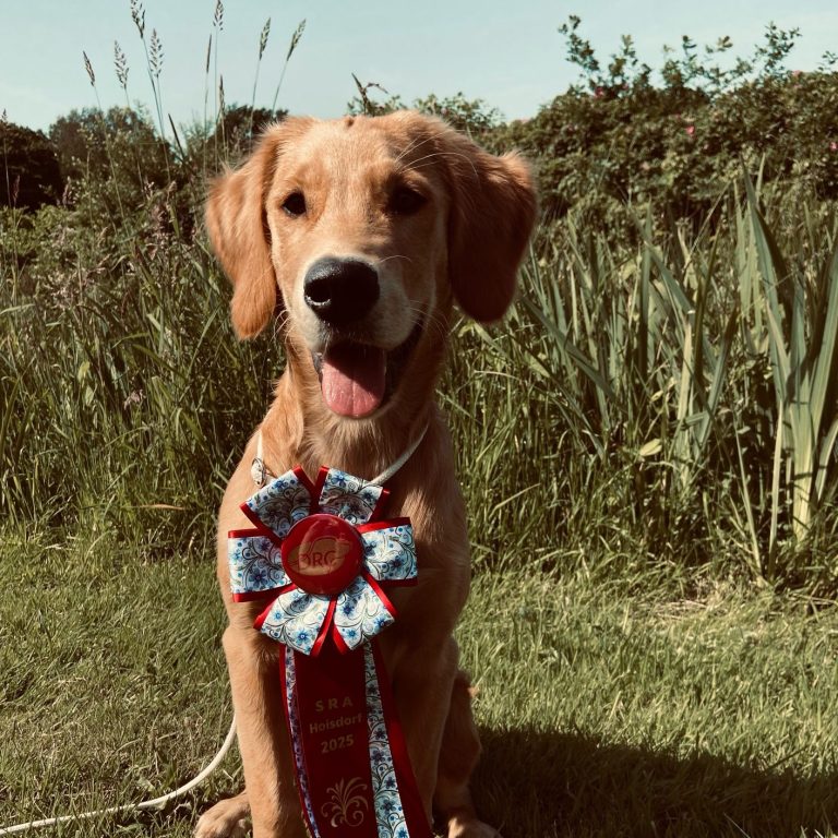 Welpenschule Trittau