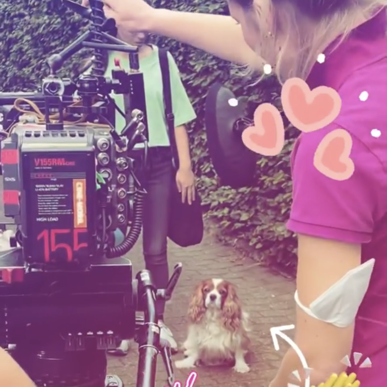 Hundetraining Trittau